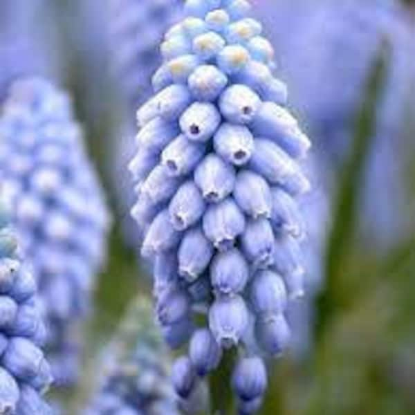 Grape Hyacinth Seeds - Muscari Valerie Finnis - 20 Seeds - Free Shipping!