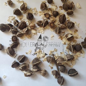 Moringa Oleifera Seeds - 10 dwerg Moringa Tree Seeds - Miracle Tree/Tree of Life - Gratis verzending!
