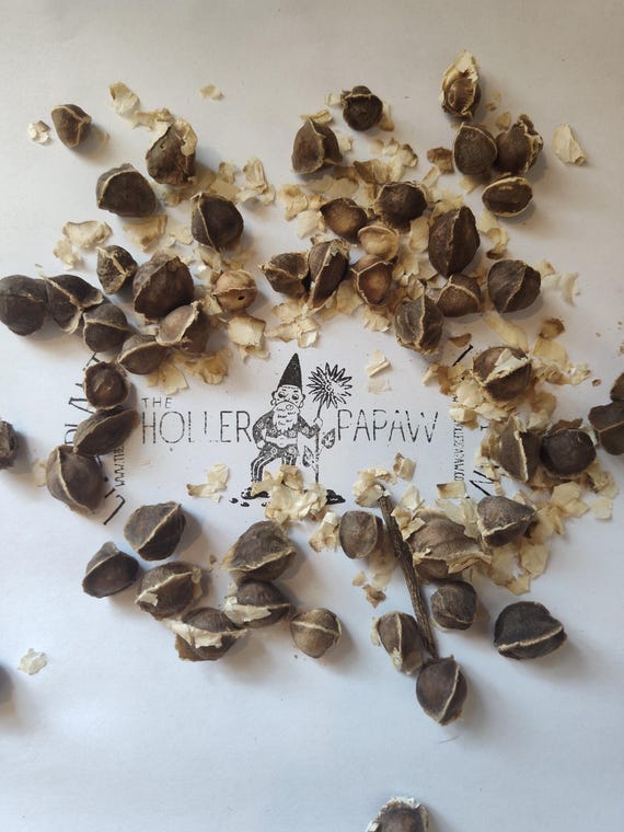 Moringa Oleifera Seeds - 10 Dwarf Moringa Tree Seeds - Miracle Tree/Tree of Life - Free Shipping!