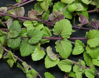 Indian Mint Cutting - Indian Mint Herb Cutting - Water Propagation - Free Shipping! - SHIPS IN SPRING!