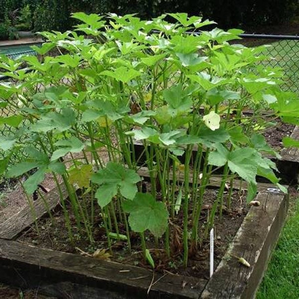 Live Okra - Two Live Plants - Rooted Okra- Free Shipping! - SHIPS IN SPRING!