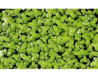 25+ Aquatic Duckweed - Aquarium/Pond Plant - Free Shipping! - SHIPS IN SPRING!