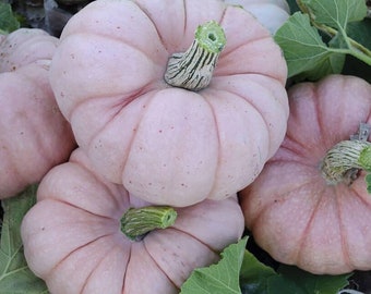 10 Pink Porcelain Pumpkin Seeds - Pink Princess Pumpkin Seeds - Free Shipping!