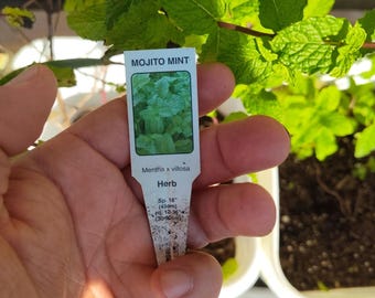 Mojito Mint Cutting - Mojito Mint - Water Propagation - Free Shipping! [SHIPS IN SPRING]