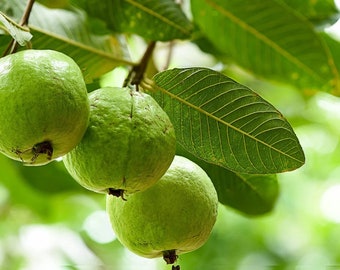 10 Guava Seeds - Guava Tree - Free Shipping!