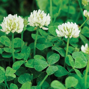 May include: A close-up of white clover flowers blooming in a field of green clover leaves.