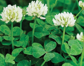 Live Dutch White Clover - Organic Rooted Plant - 3" Pot - Bee Feeder - Pollinator - Lawn Nitrogen Fixer - Free Shipping! - SHIPS IN SPRING!