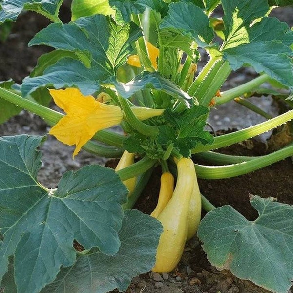 Live Yellow Straightneck Squash Seedling - Two Rooted Squash Plants - Free Shipping! SHIPS IN SPRING!