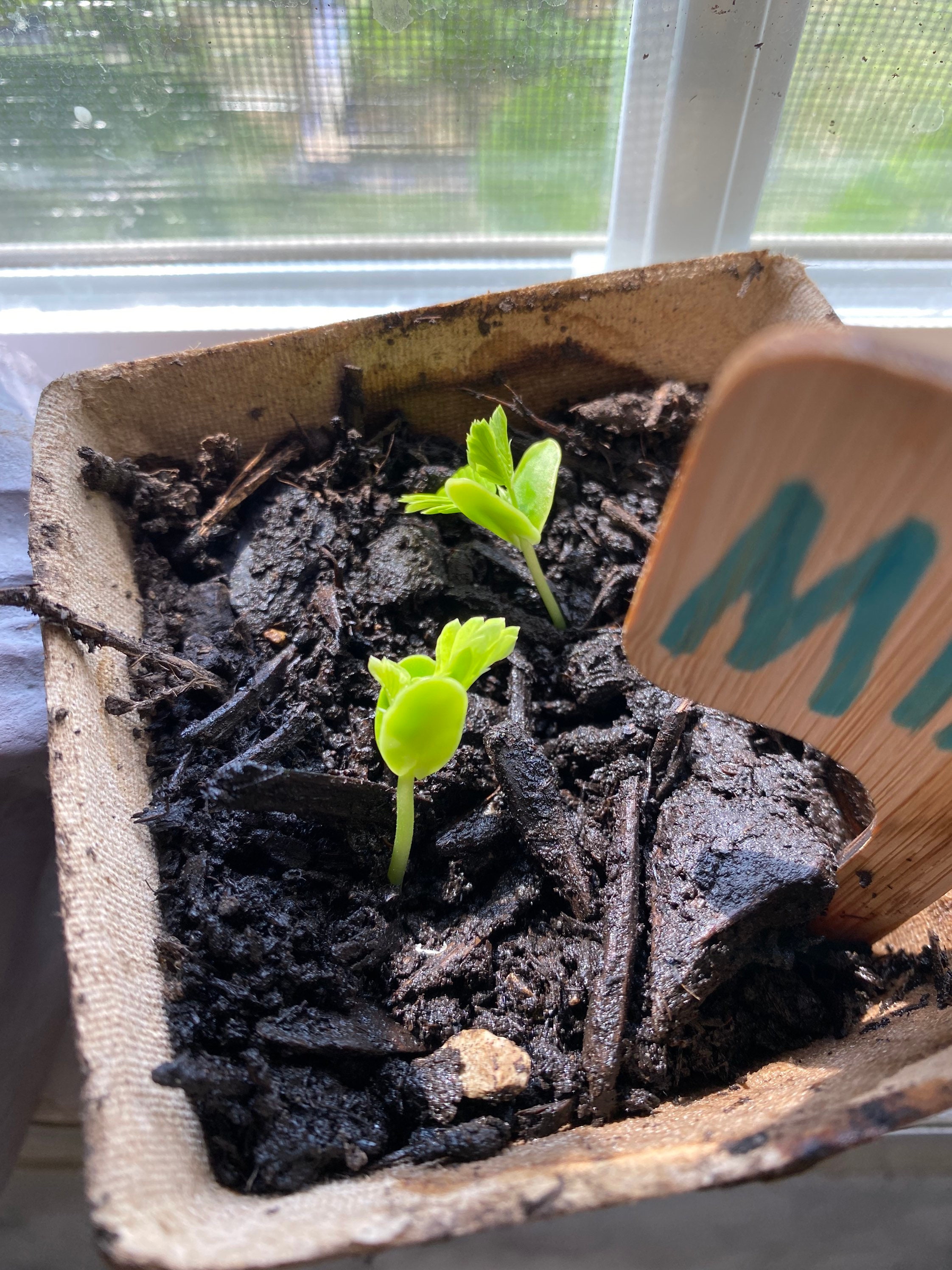 Live Mimosa Tree Seedling 1 Mimosa Seedling Grown Your Own Etsy