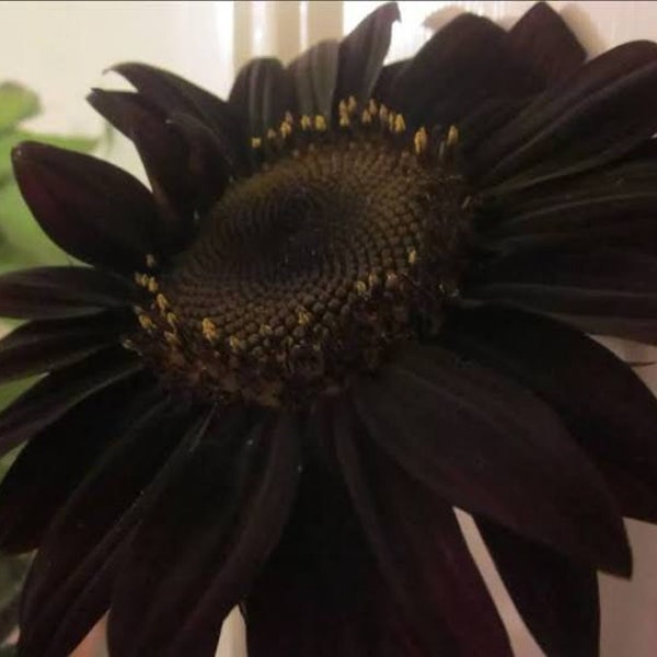 Live Black Sunflower Plant - Black Sunflower Seedling - Live Plant - Free Shipping! - SHIPS IN SPRING!