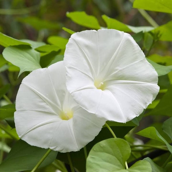 Moonflower Seeds - 20 Seeds - Ipomoea Alba - Tropical Morning Glory - Free Shipping!