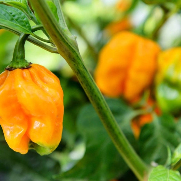 Live Habanero Pepper Plant Seedling - Live Plant - Free Shipping! - SHIPS IN SPRING!