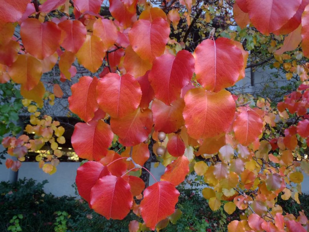 Bradford Pear 10 Seeds per Order Callery Pear Tree Seeds pyrus