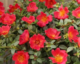 Live Purslane - Portulaca Oleracea - Rooted Plant - Red Orange or Yellow - 3" Pot - Free Shipping! - SHIPS IN SPRING!