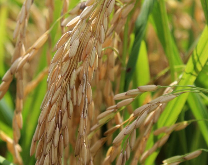 Live Off Rice Live Rice Paddy Herb Plant Live Rice Plant Starter Rice Paddy Herb ...