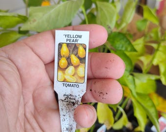 Live Yellow Pear Tomato Plant - Rooted Plant - Live Plant - Tomato Seedling - Free Shipping!
