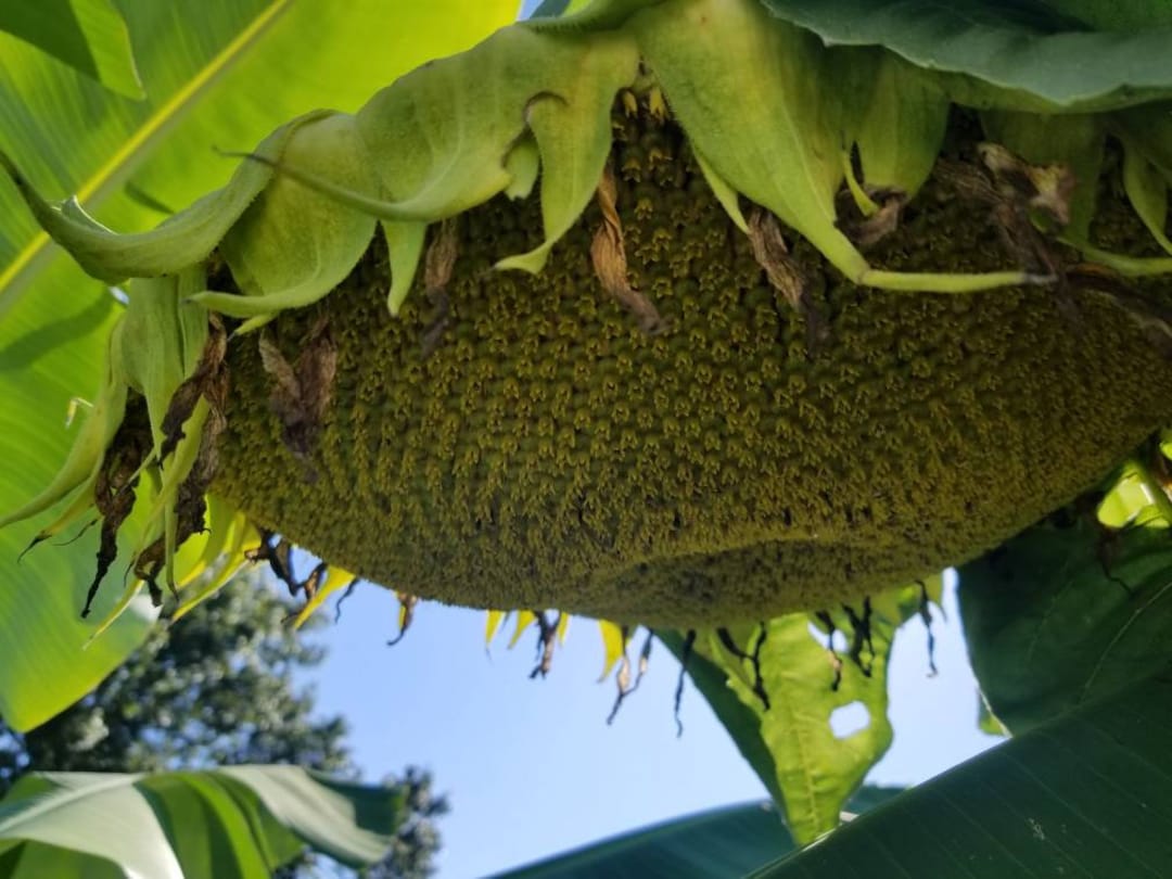 Live Mammoth Sunflower Plant Seedling Two Live Plants Free Shipping Etsy