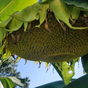 May include: A close-up of a sunflower head with green petals and a large, round seed head. The seeds are densely packed and appear to be ripe.