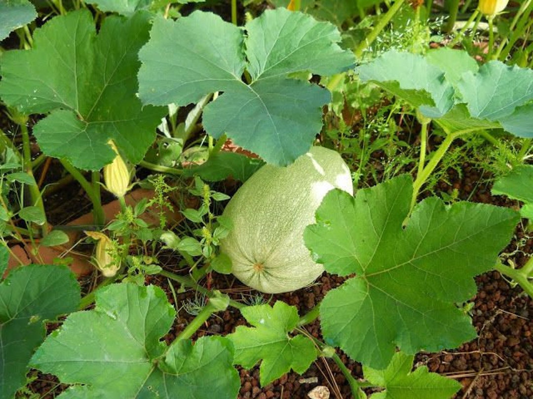 Spaghetti Squash Plant Seeds 25 Spaghetti Squash Seeds Free Shipping Etsy