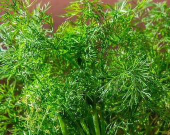 Dill Plant - Herb Plant - Live Plant - Free Shipping! SHIPS IN SPRING!