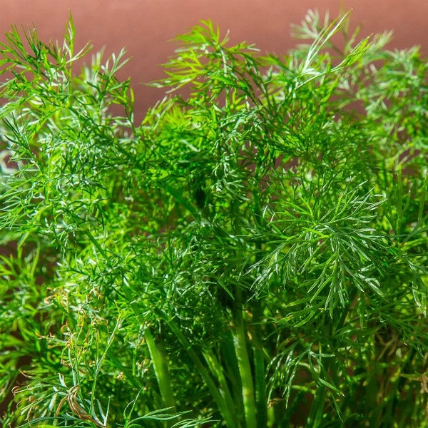 Dill Plant - Herb Plant - Live Plant - Free Shipping! SHIPS IN SPRING!