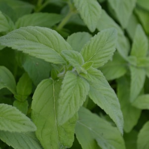 Banana Mint Cutting - Banana Mint - Mentha arvensis - Water Propagation - Free Shipping! - SHIPS IN SPRING!