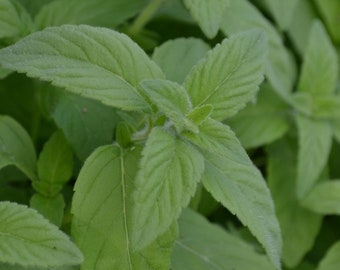 Banana Mint Cutting - Banana Mint - Mentha arvensis - Water Propagation - Free Shipping! - SHIPS IN SPRING!