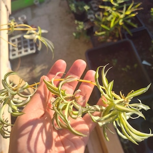 Spider Plant Spiderlings - Chlorophytum comosum - 3 Spider Plant Cuttings - Free Shipping! // **SHIPS IN SPRING!