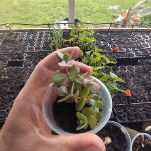 May include: A small green succulent plant in a clear plastic cup. The plant is being held by a hand in a greenhouse setting.