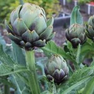 Live Artichoke Seedling - Live Plant - Free Shipping! SHIPS IN SPRING!