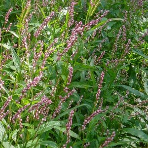 Live Oriental Lady’s Thumb - Persicaria longiseta - Smartweed - Free Shipping!
