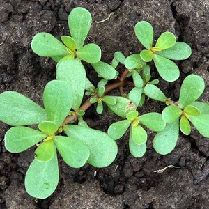 May include: A close-up of a green purslane plant growing in dark brown soil. The plant has many fleshy, oval-shaped leaves.