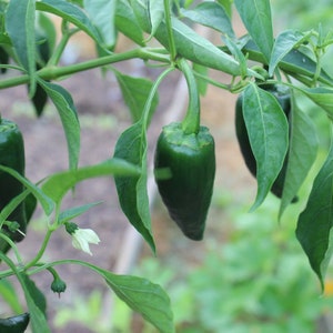 Poblano Pepper Seeds - 25 Seeds - Free Shipping!