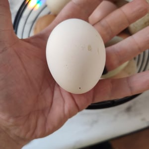 Organic Fresh Duck Eggs - Six Unwashed Eggs - Barnyard Hen Mix - Free Shipping! [SHIPS IN SPRING]