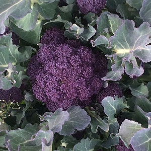 Live Purple Broccoli Seedling - One Live Purple Broccoli Plant - Free Shipping! - SHIPS IN SPRING!