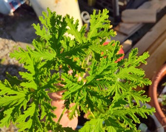 Citronella Plant Starter - One Rooted Citronella Plant - Free Shipping! [SHIPS IN SPRING]