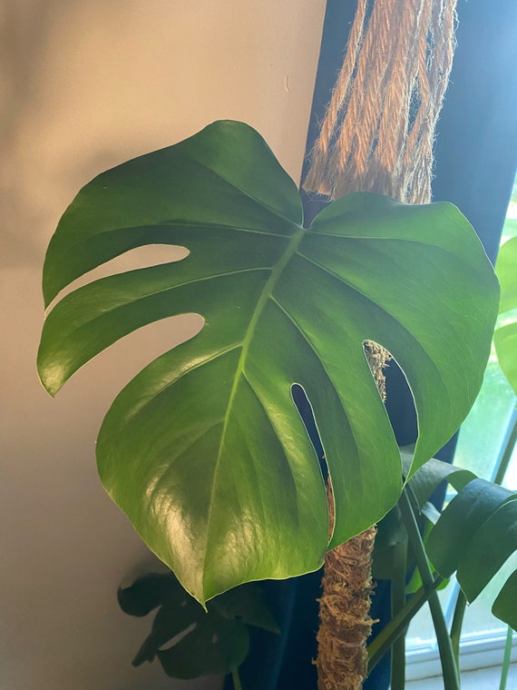 monstera thai constellation in the wild Shop 'Thai Constellation Monstera' Care & Growing Guide main image 0