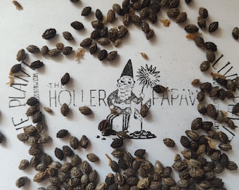 Pure Papaya seeds - Organic pure Papaya seeds - Dried Papita - Papaya Tree Seeds - 25 Seeds Per Order - Free Shipping!