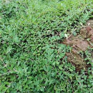 May include: A close-up of a patch of green ground cover with small, delicate leaves. The ground cover is growing over a patch of brown dirt.
