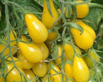 Yellow Pear Tomato Seeds - 20 Seeds - Free Shipping!