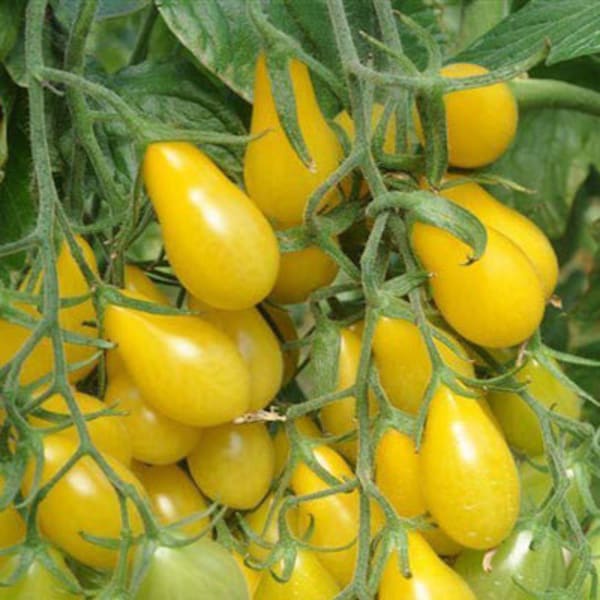 Tomato Seeds Free Shipping - Etsy