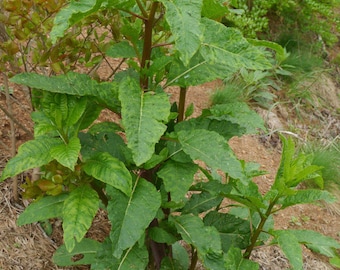 rva tobacco Must-See RVA! — American Tobacco Company, South Richmond Complex