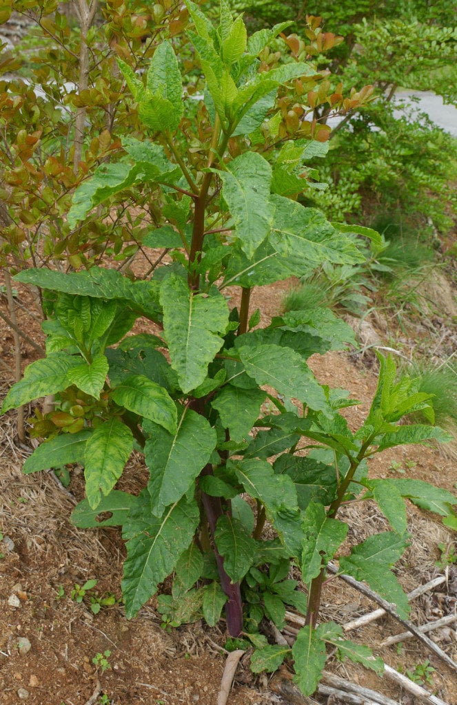 Live American Pokeweed Plant - Juvenile Pokeweed Plant - Phytolacca  Americana - Edible Plant - Free Shipping! [SHIPS IN SPRING] - Etsy