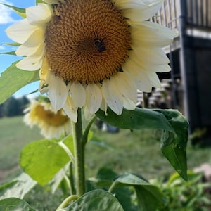 Moonlight White Sunflower Seeds - 10 Seeds Per Order - Free Shipping!