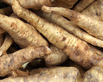 Horseradish Root - One Horseradish Root - 3 oz Cut - Free Shipping!