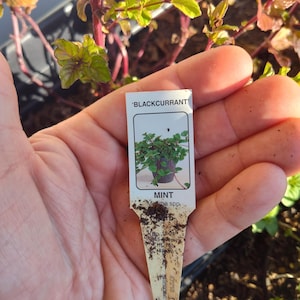 Blackcurrant Mint Cutting - Blackcurrant Mint - Mentha Blackcurrant - Water Propagation - Free Shipping!