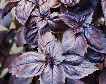 Live Dark Opal Purple Basil (Ocimum basilicum) - Live Rooted Plant - 3" Pot - Free Shipping! - SHIPS IN SPRING!