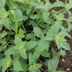 May include: A close-up view of a patch of green leafy plants growing in the ground. The leaves are a vibrant green and have a slightly fuzzy texture.
