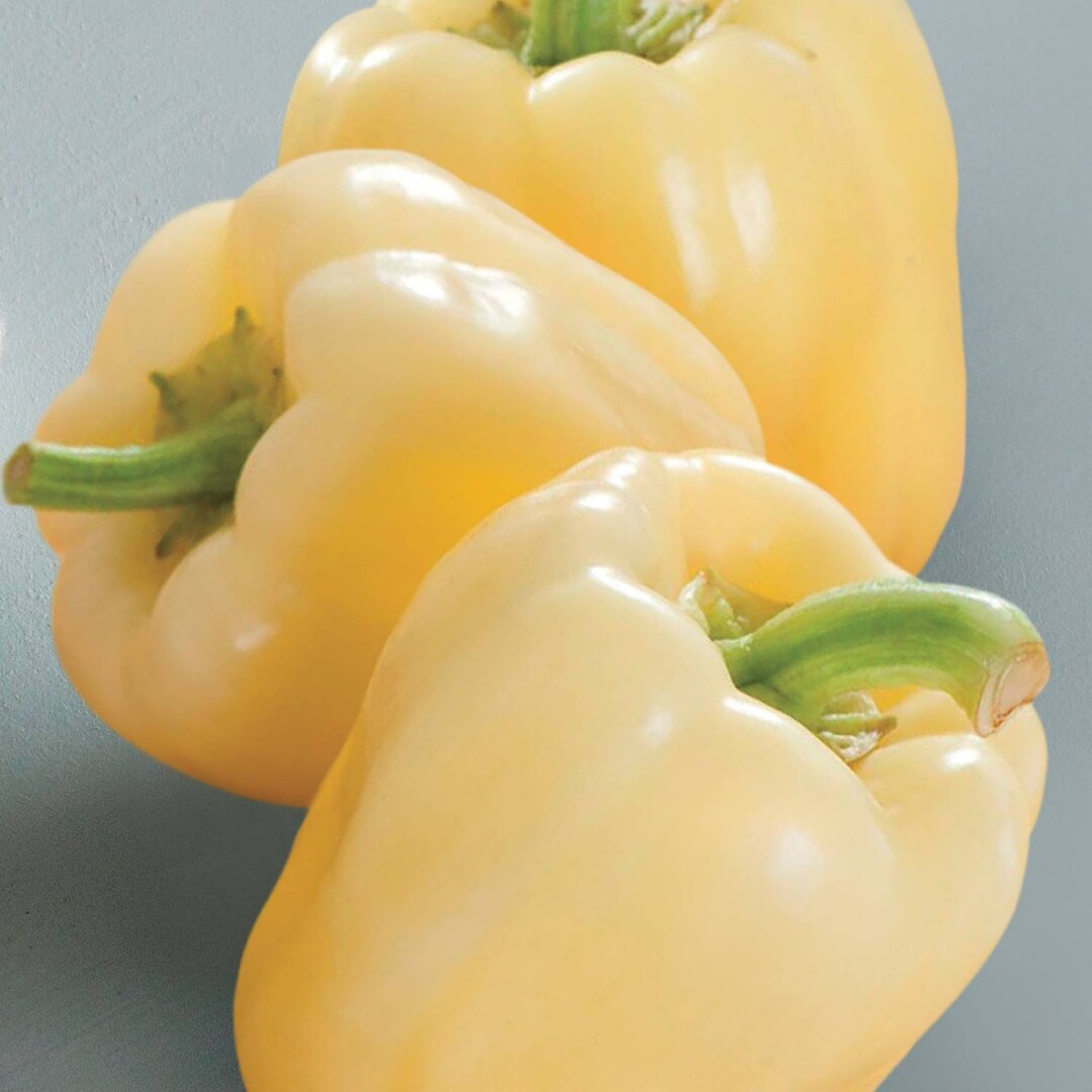 Live Blonde Bell Pepper Plant White Bell Pepper Live Plant Free