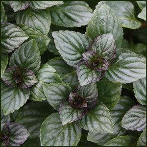 After Eight Chocolate Mint Cutting - "After Eight" Chocolate Mint - Water Propagation - Free Shipping! - SHIPS IN SPRING!